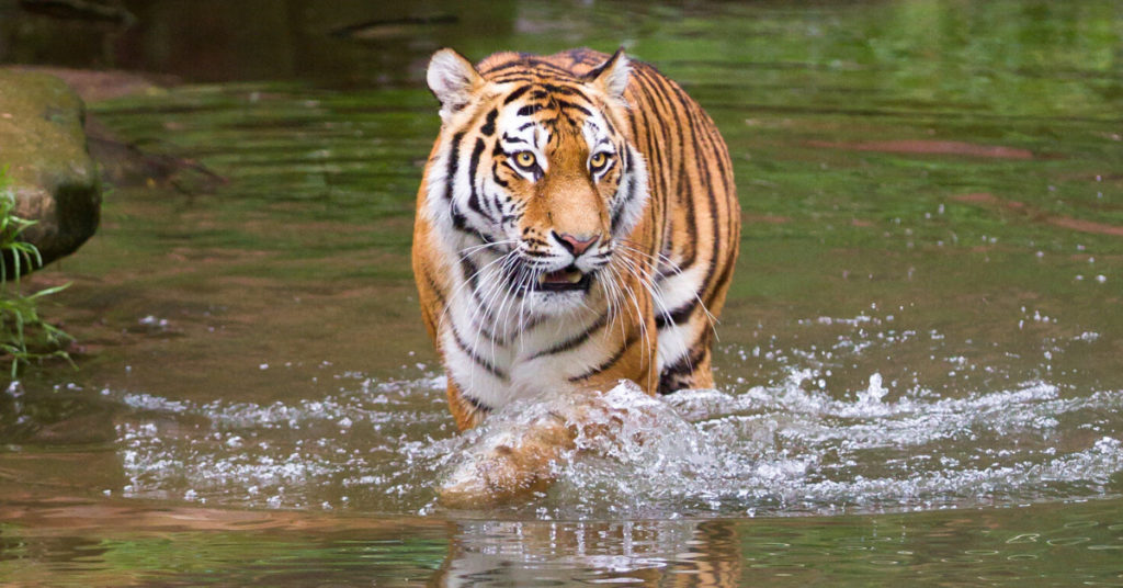 The Year of the Water Tiger What it Means for 2022 Holden QiGong